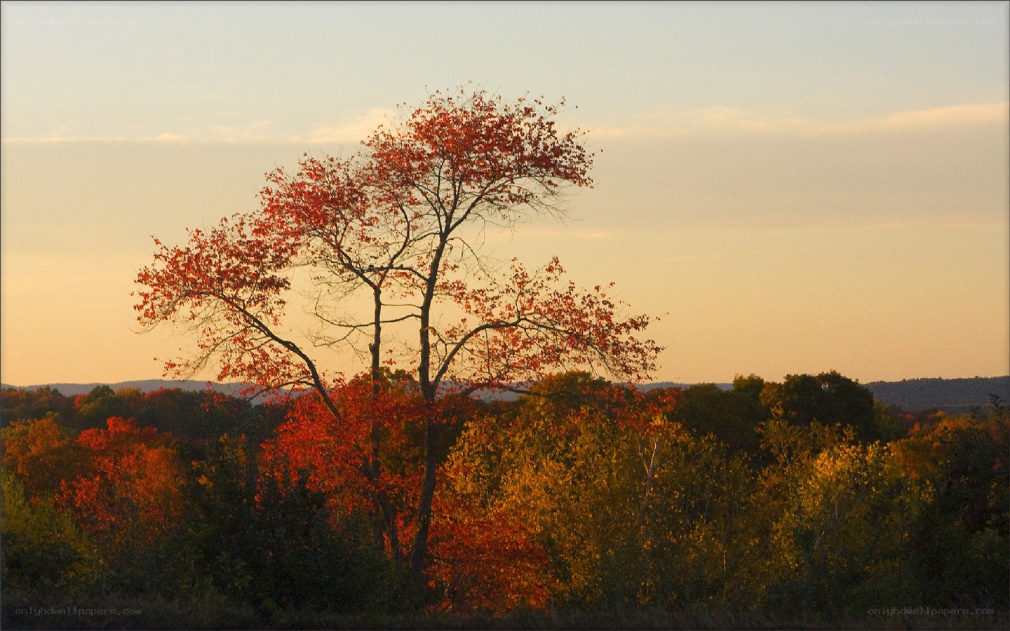 Autumn tree at sunset