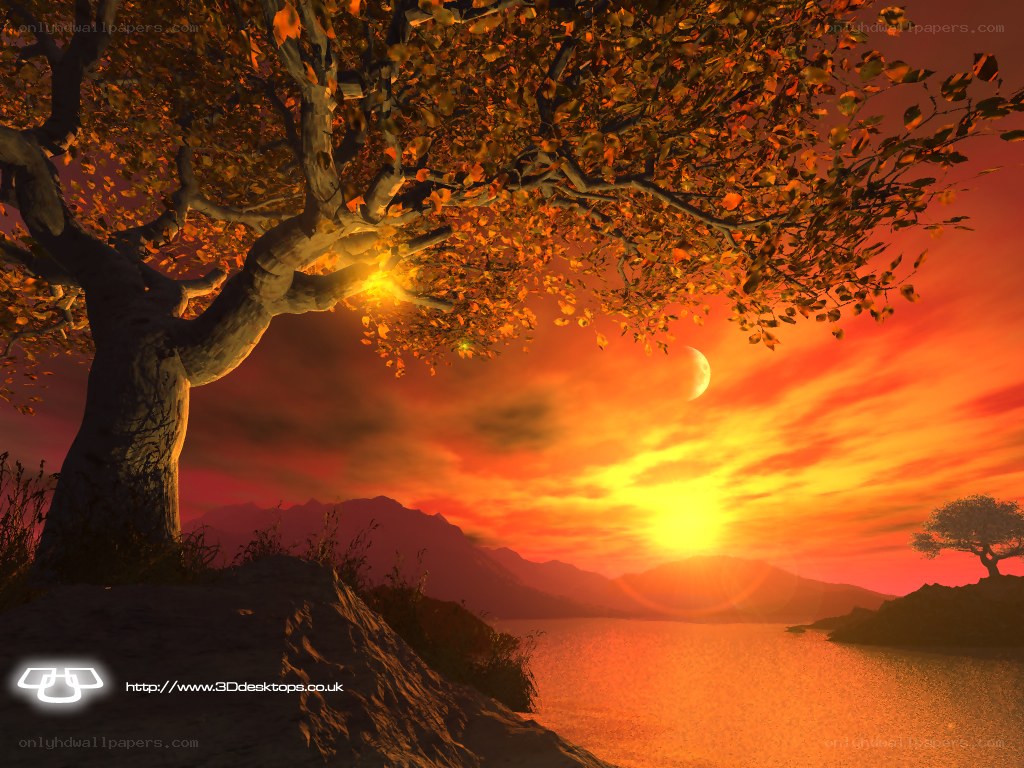 Autumn tree at sunset
