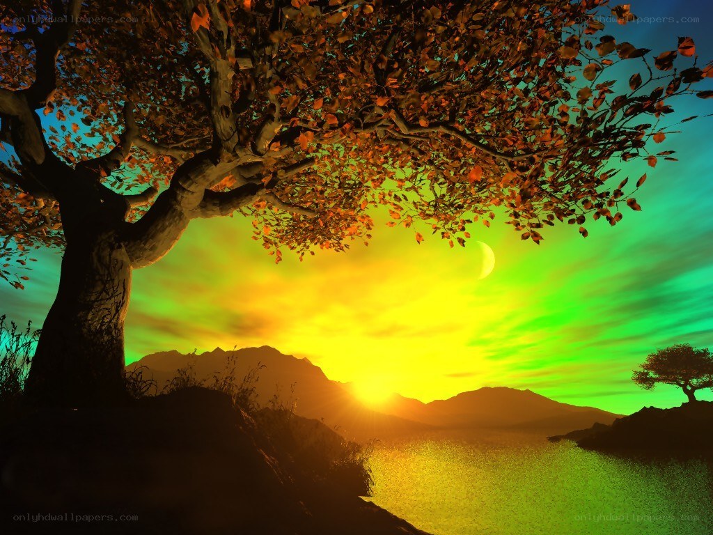 Autumn tree at sunset