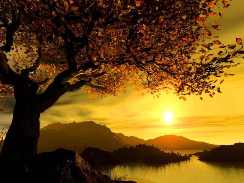 Autumn Tree at Sunset — Gold, Serene