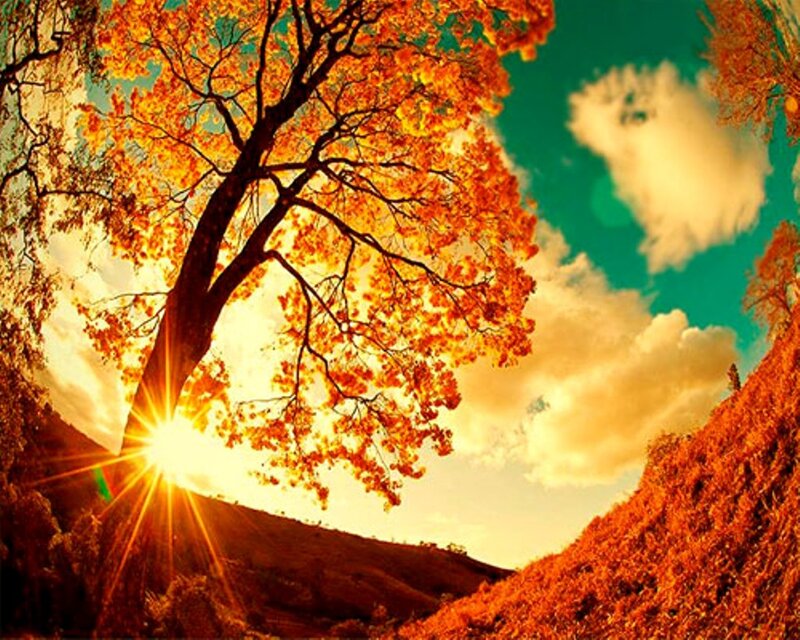 Autumn Tree at Sunset — Orange, Dramatic