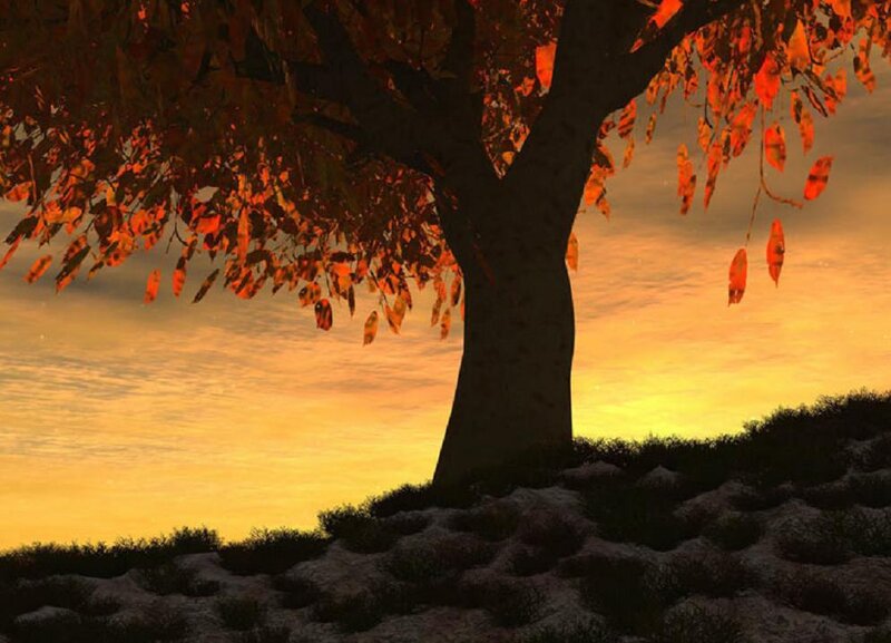 Autumn Tree at Sunset — Orange, Serene