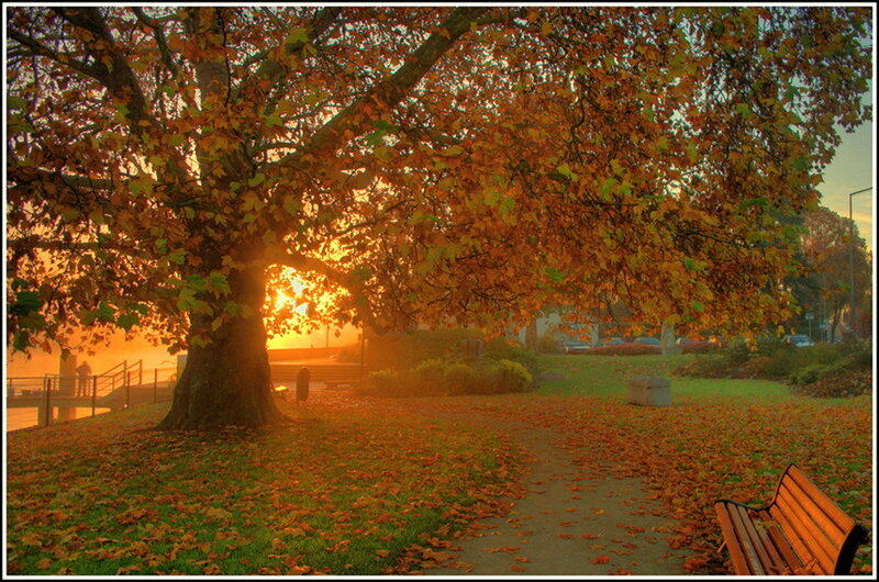 Autumn Tree at Sunset — Orange