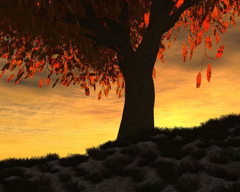 Autumn tree at sunset