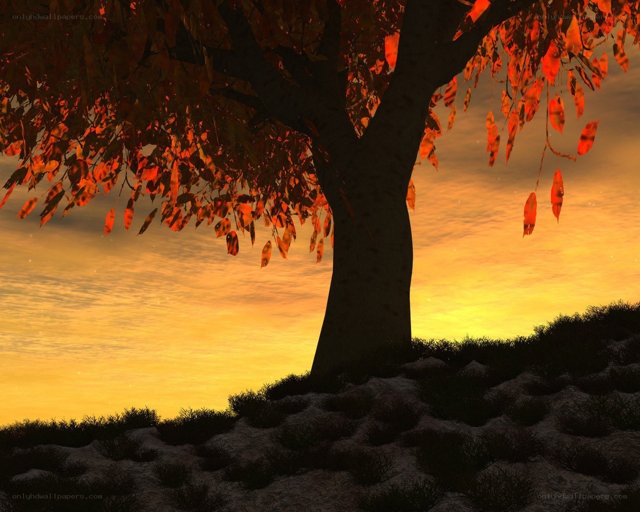 Autumn tree at sunset