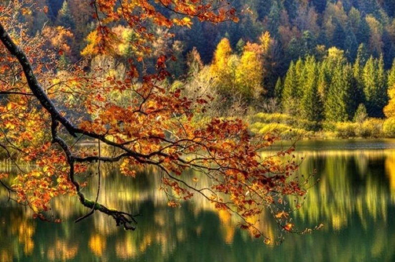 Autumn Tree Branch — Orange