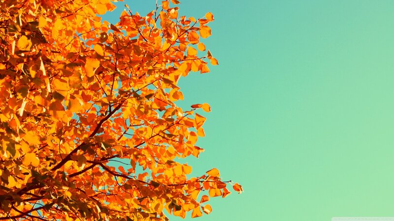 Autumn Tree Branches — Orange, Serene, Photograph, Leaves