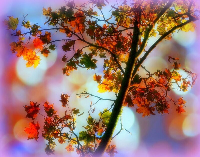 Autumn Tree Branches — Orange, Serene, Photograph