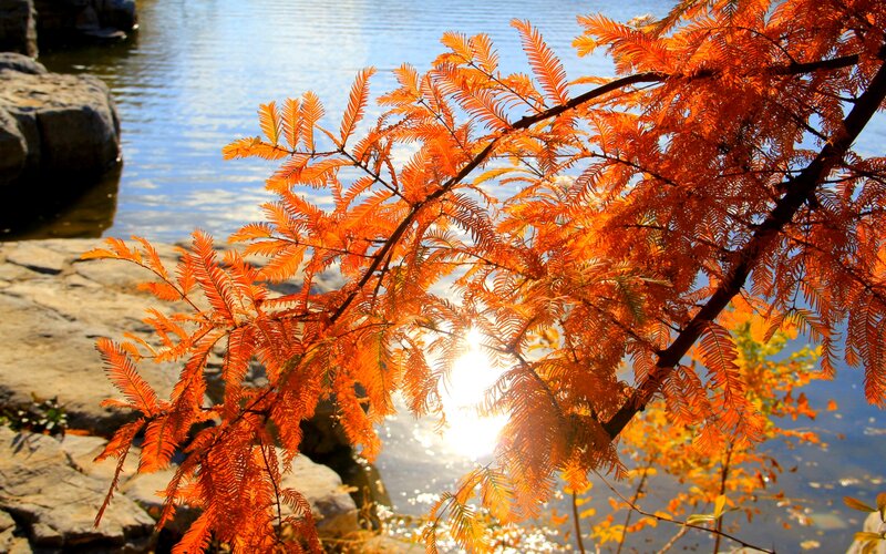 Autumn Tree Branches — Orange, Serene, Sunset