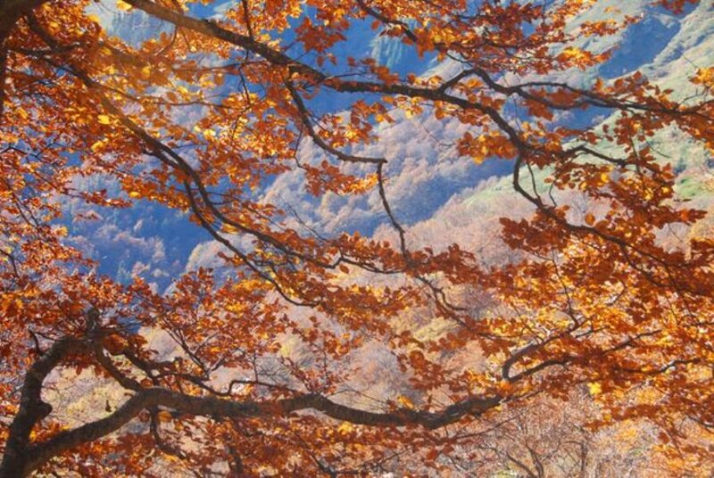 Autumn Tree Branches — Orange, Serene