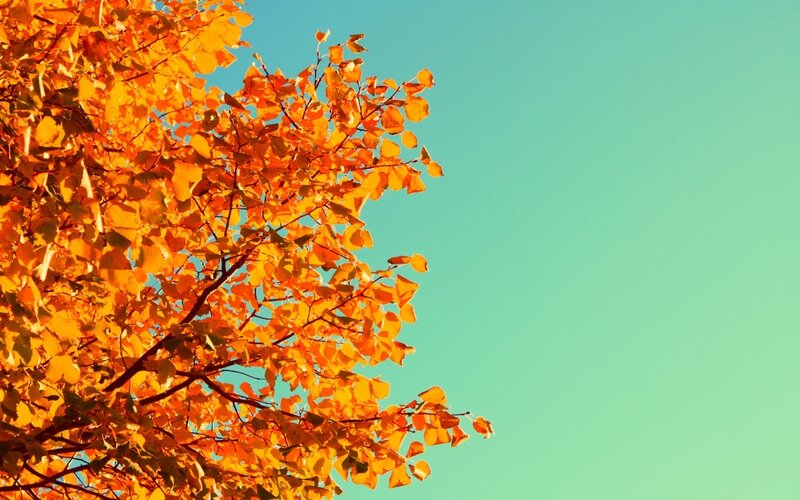 Autumn Tree Branches — Orange