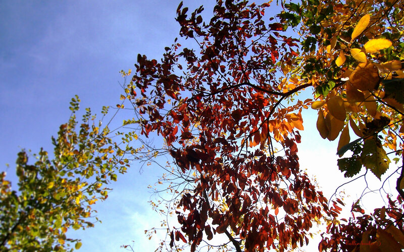 Autumn Tree Branches — Red