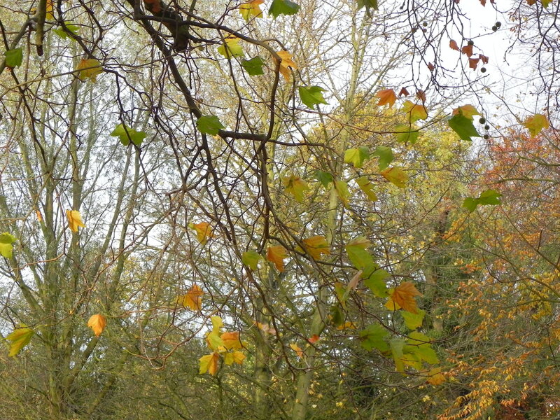 Autumn Tree Branches