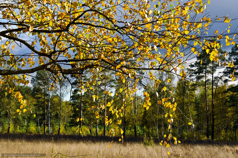 Autumn Tree Branches — Yellow, Serene