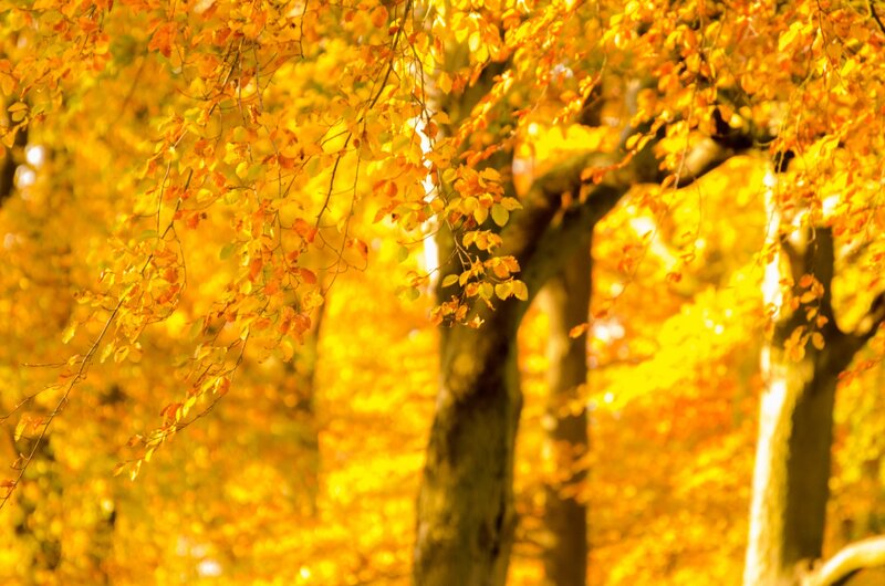 Autumn Tree Branches — Yellow