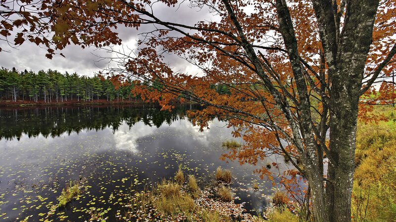 Autumn tree by a calm lake