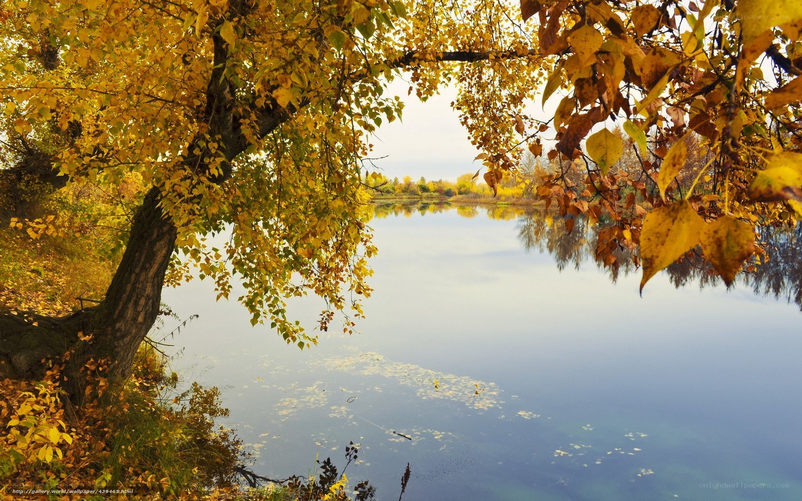 Autumn tree by a calm lake