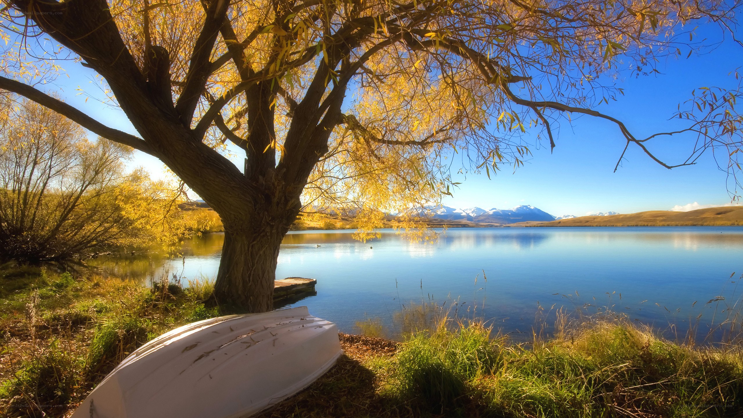 Autumn tree by a lake