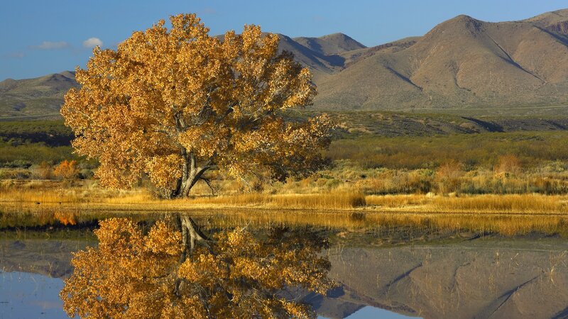 Autumn tree by a lake