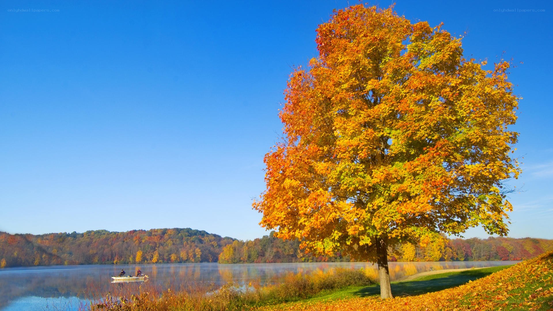 Autumn tree by a lake