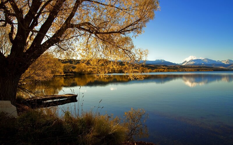 Autumn tree by a lake