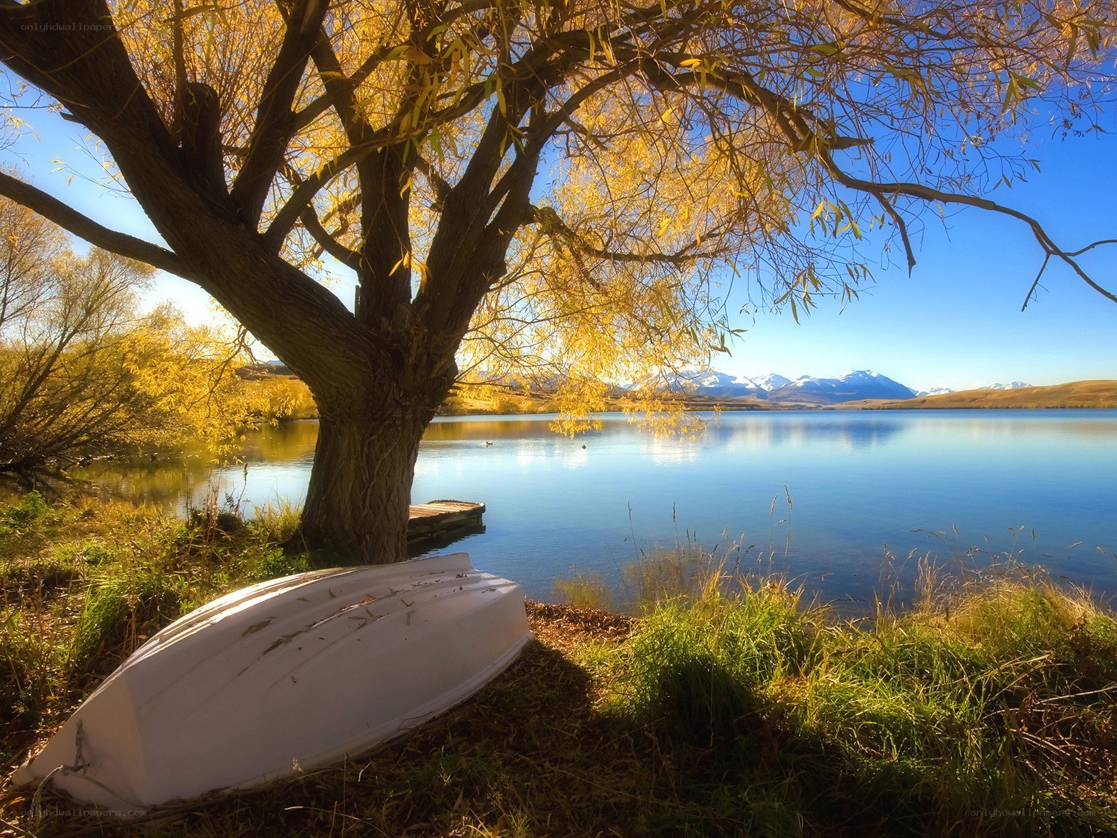 Autumn tree by a lake