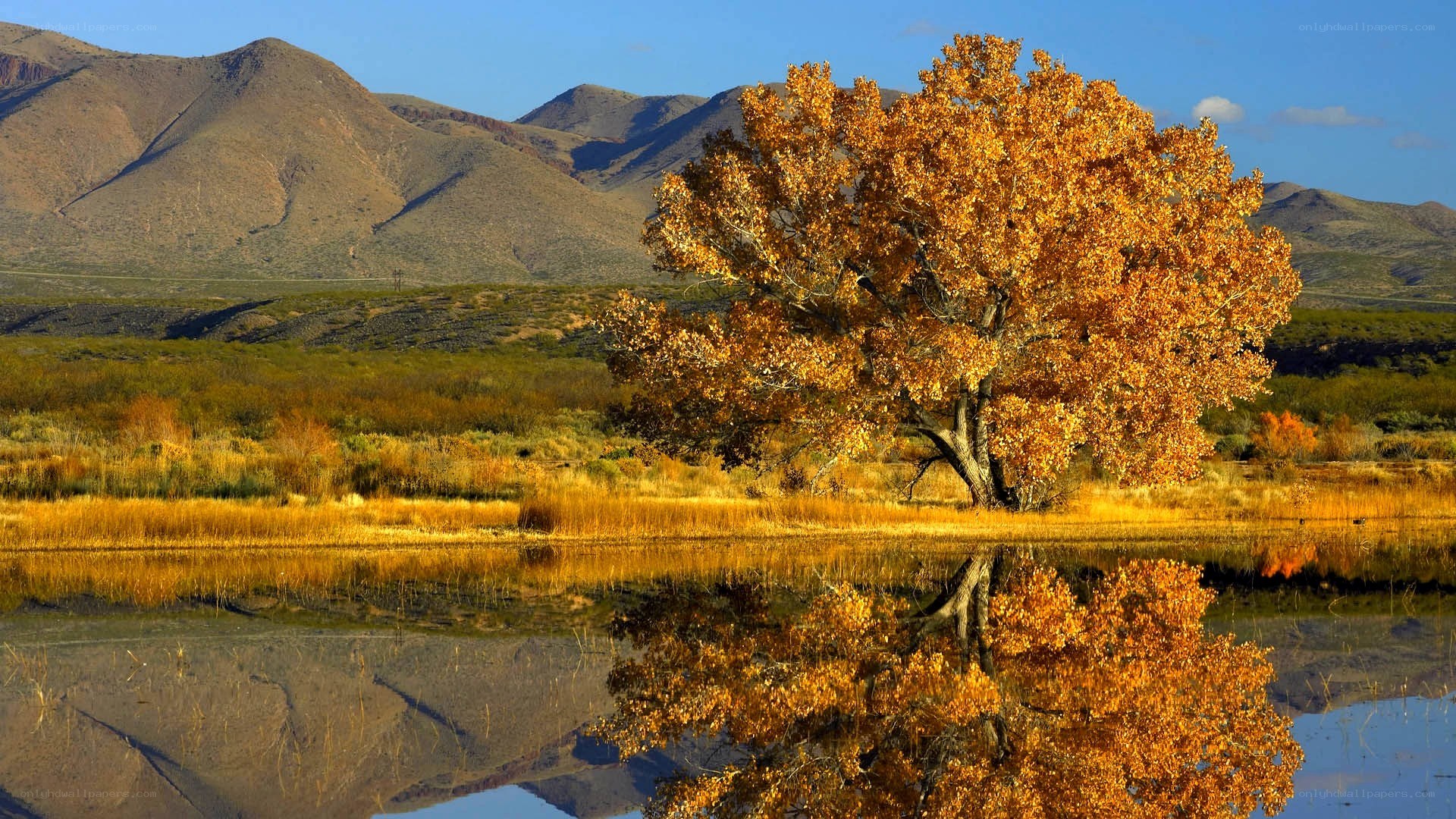 Autumn tree by a lake