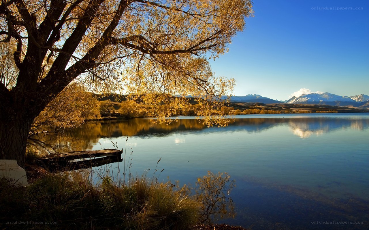 Autumn tree by a lake