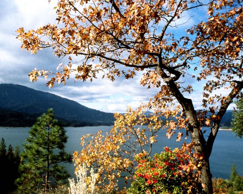 Autumn tree by a lake