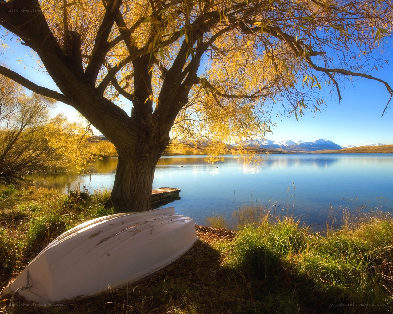Autumn tree by a lake