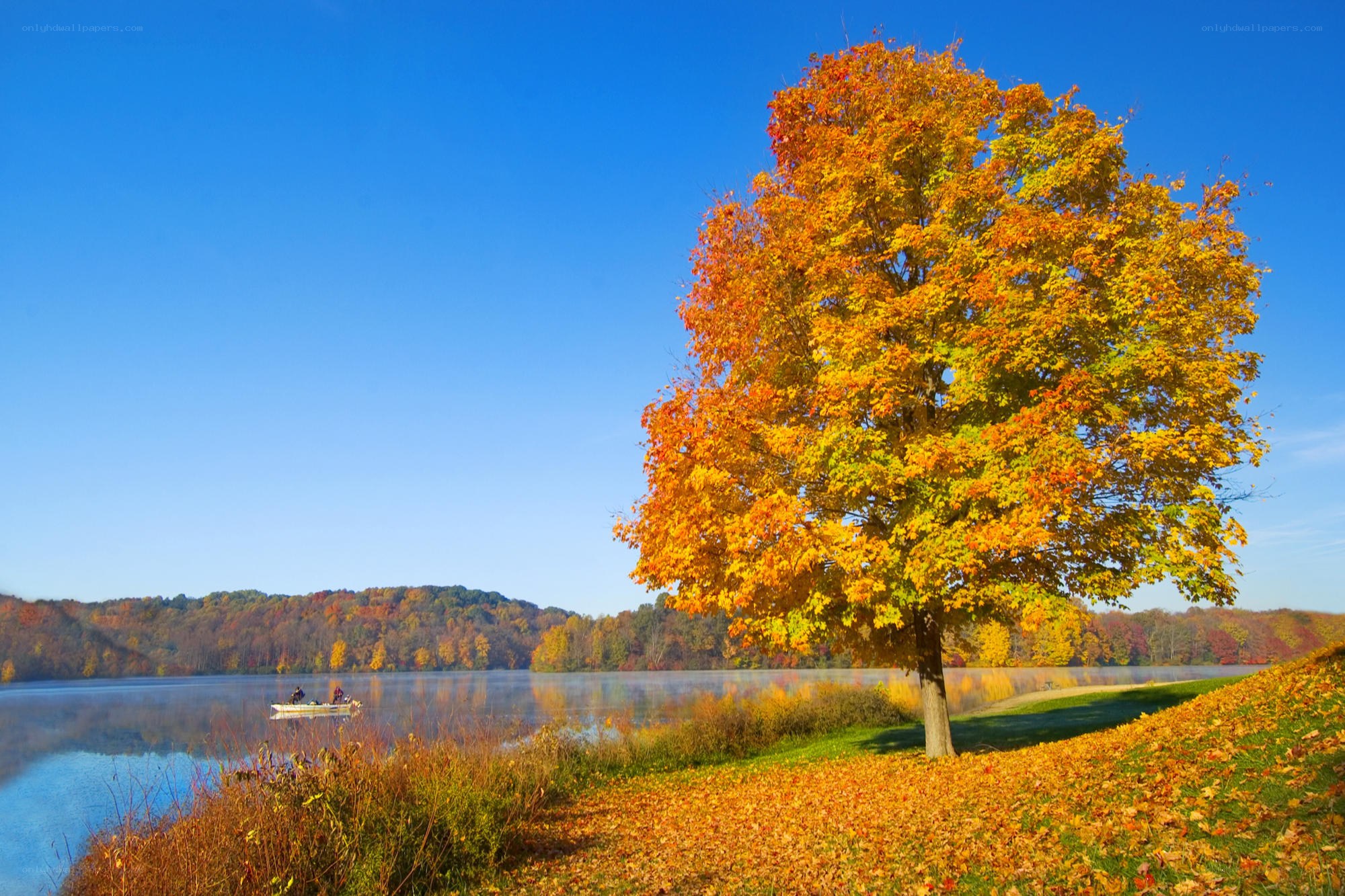 Autumn tree by a lake