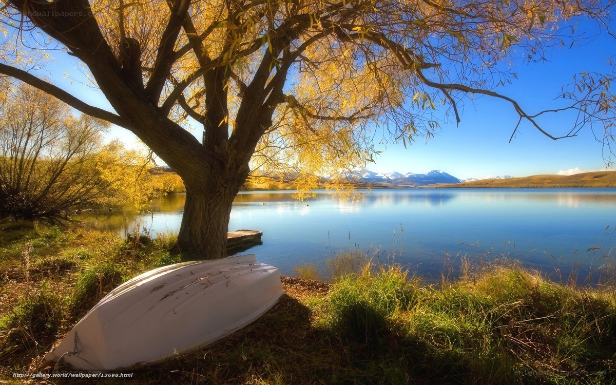 Autumn tree by a lake