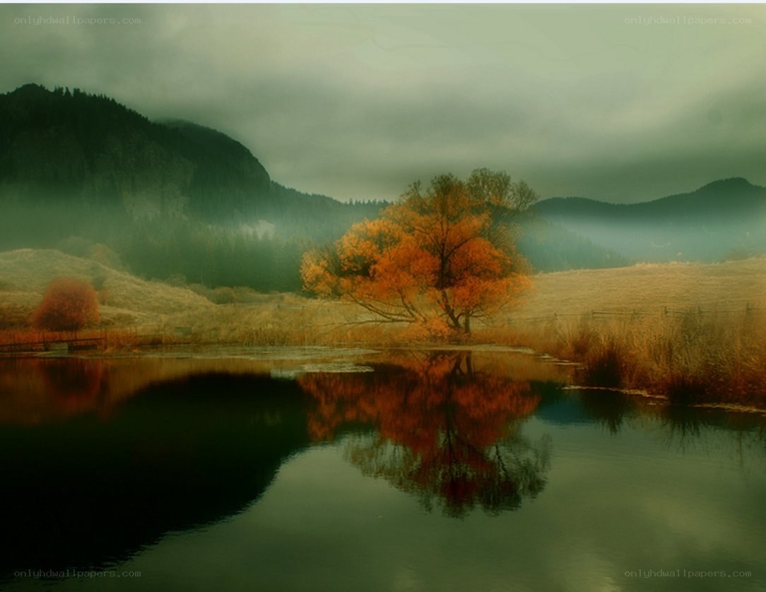 Autumn tree by a misty lake