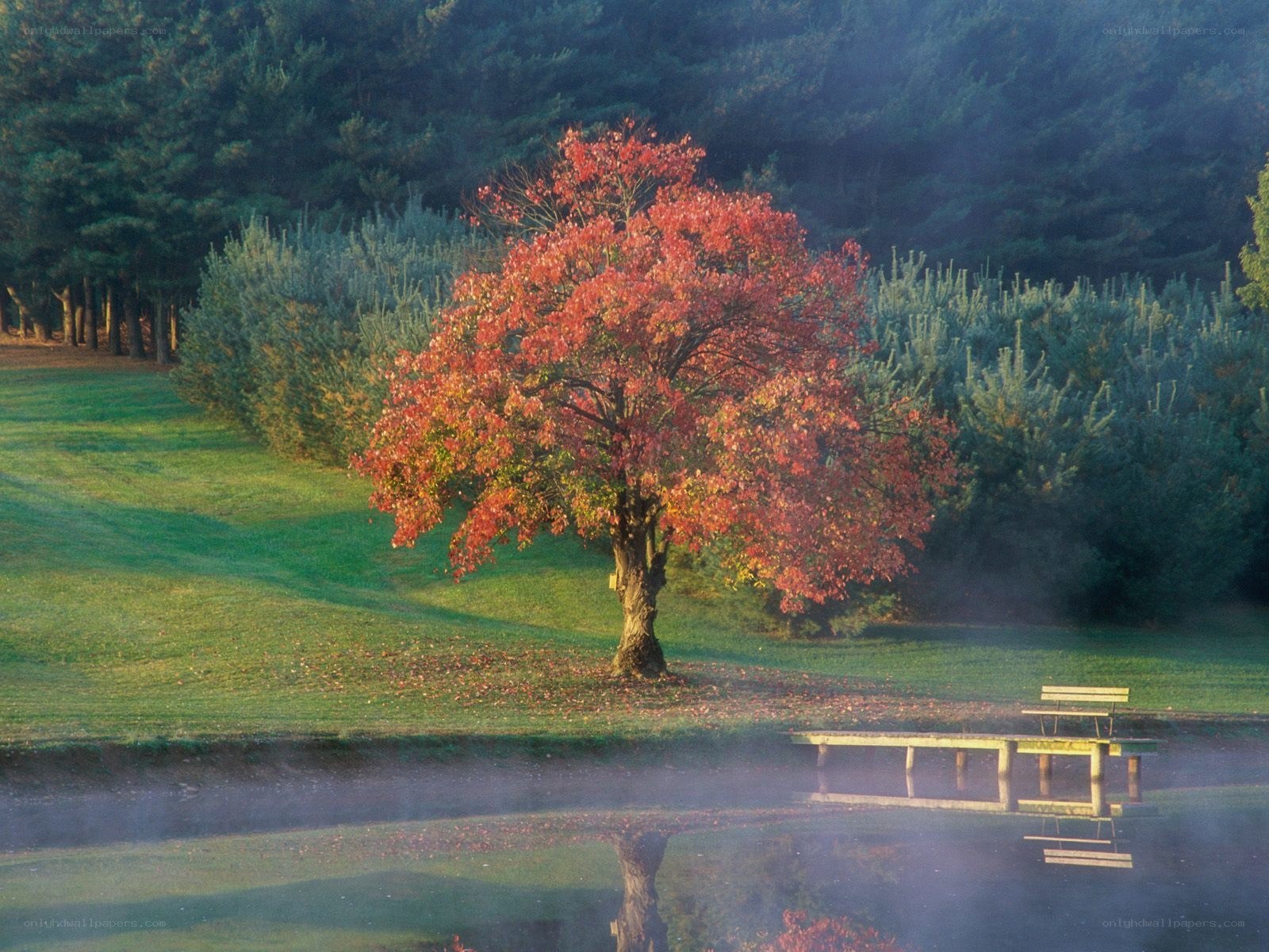 Autumn tree by a misty pond