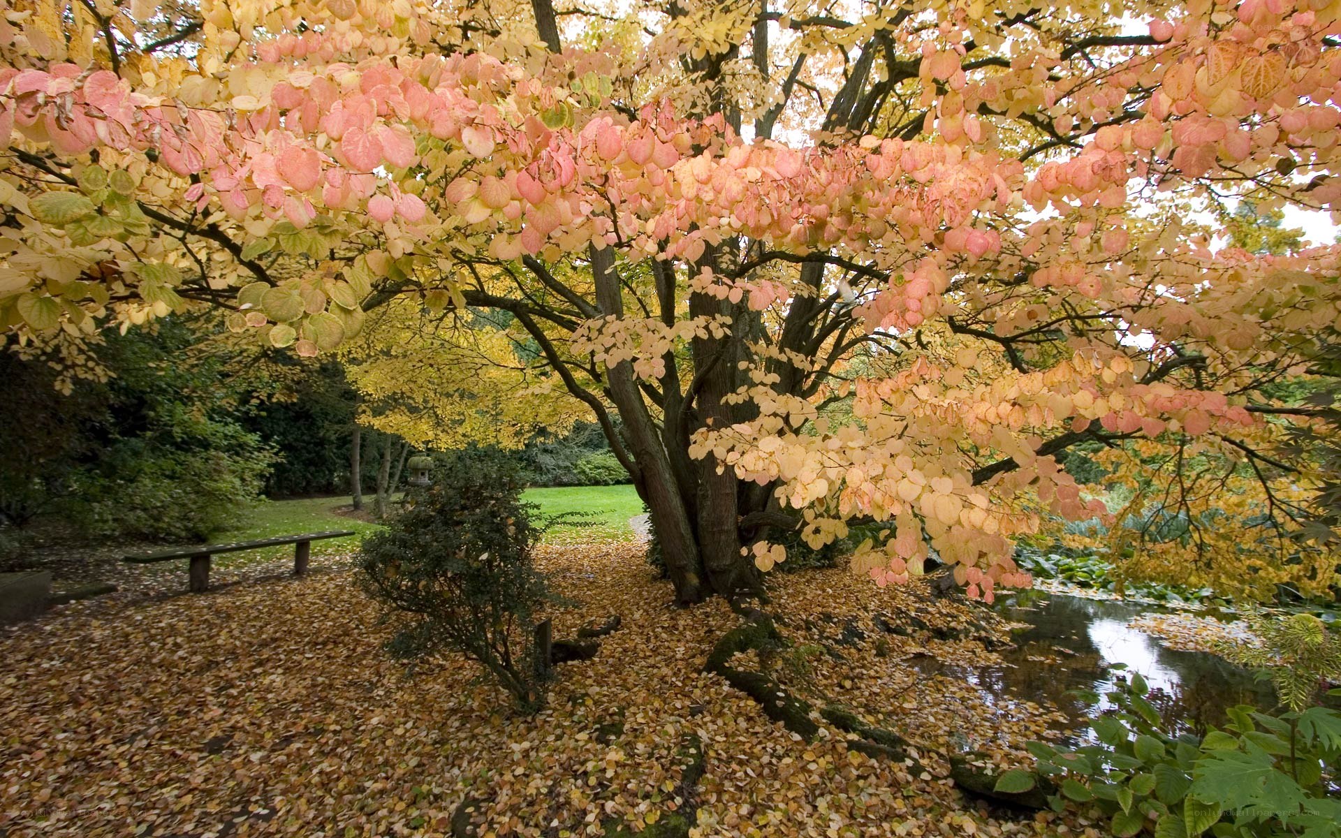 Autumn tree by a pond