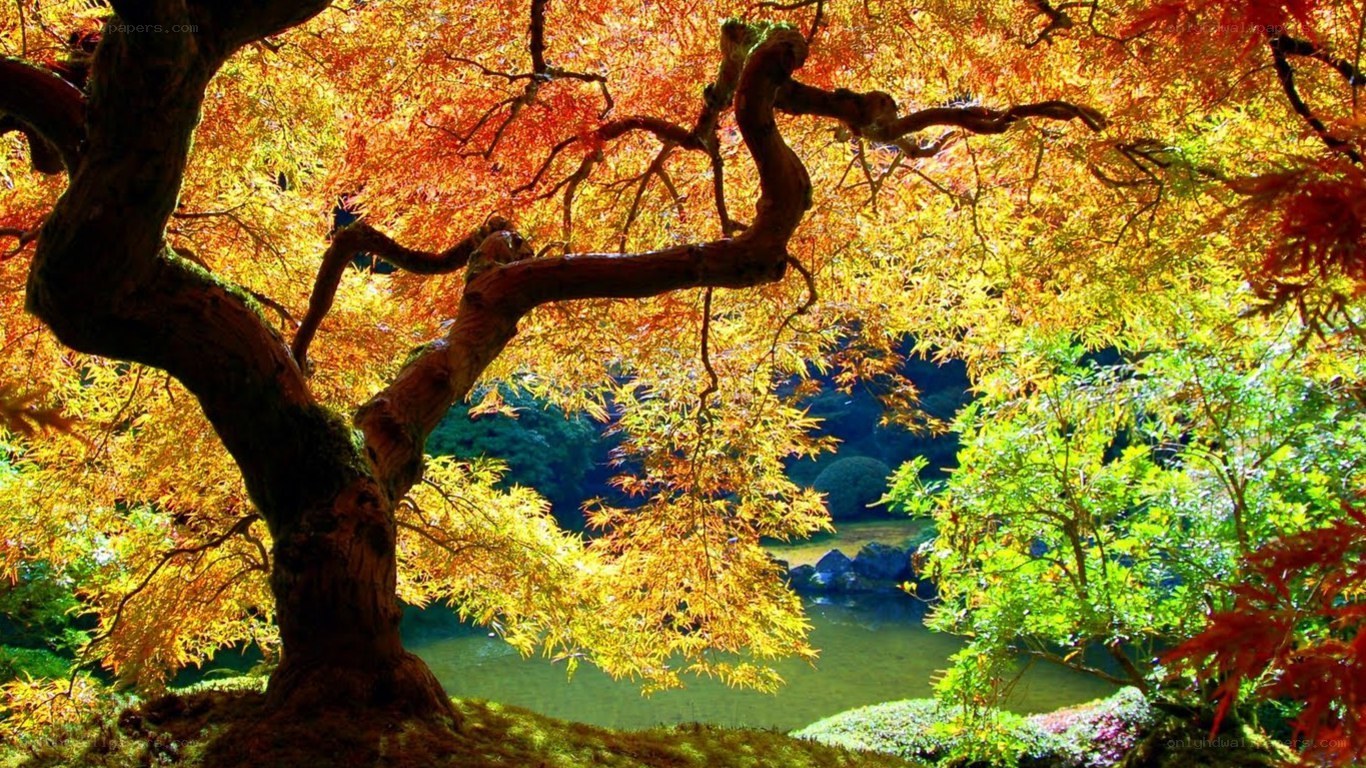 Autumn tree by a pond
