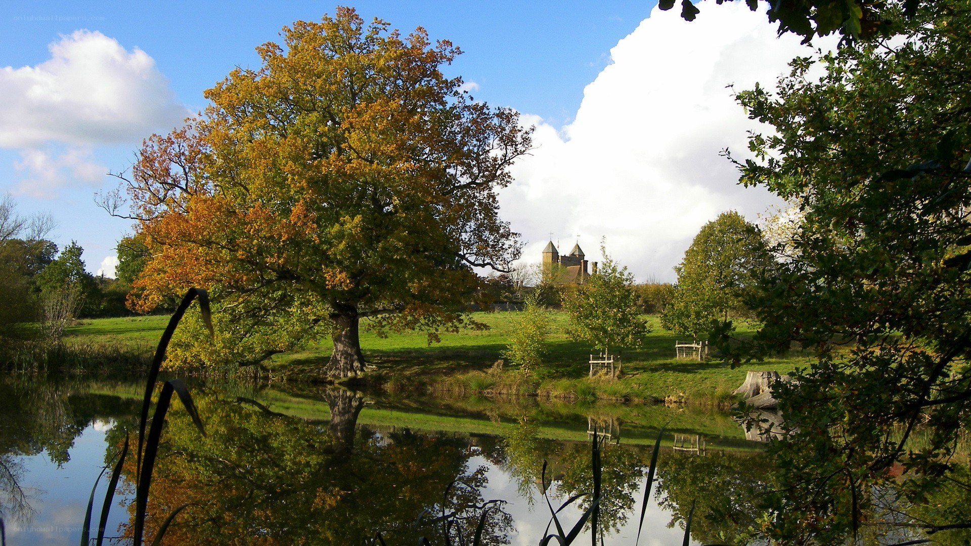 Autumn tree by a pond