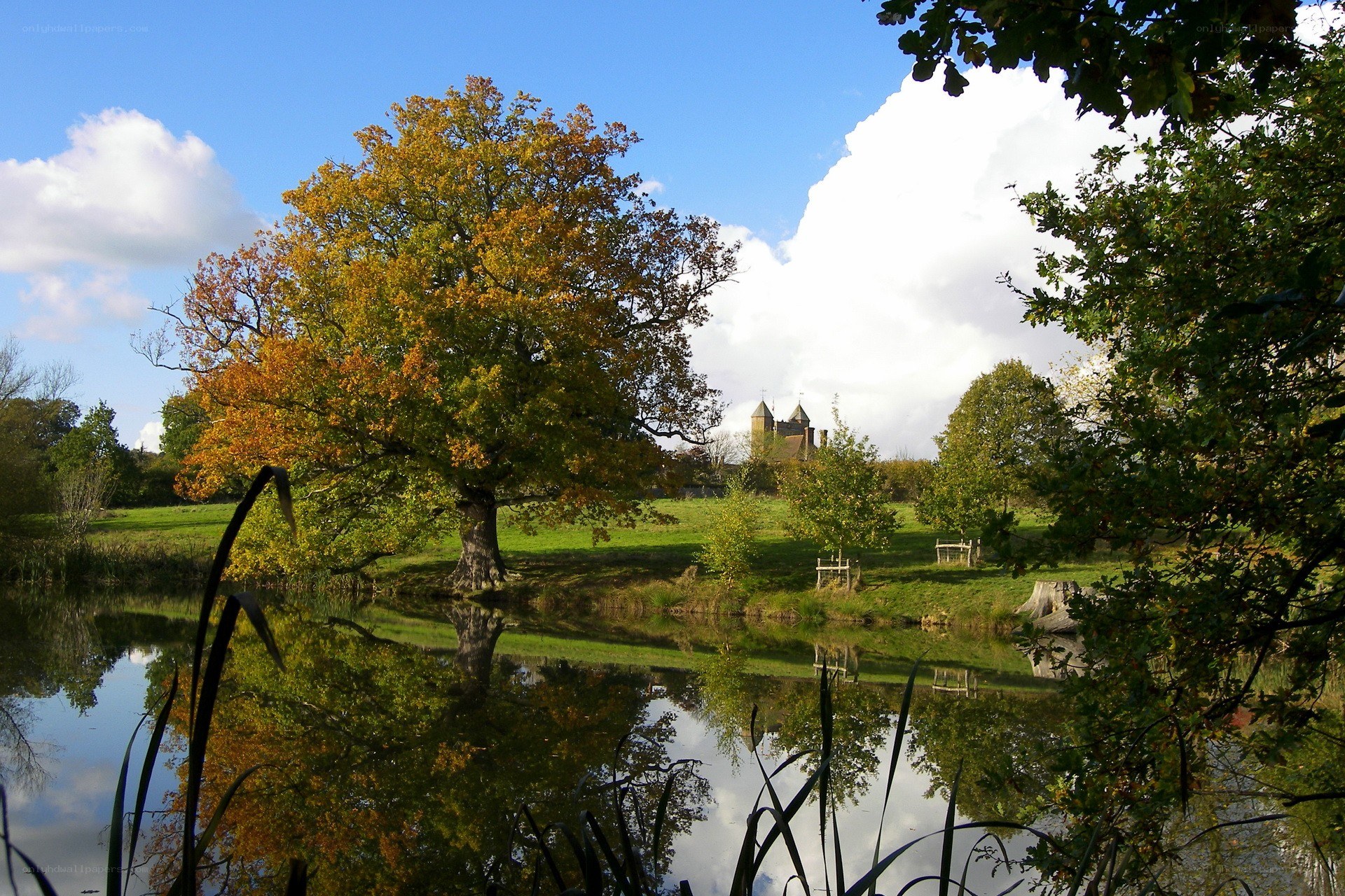 Autumn tree by a pond