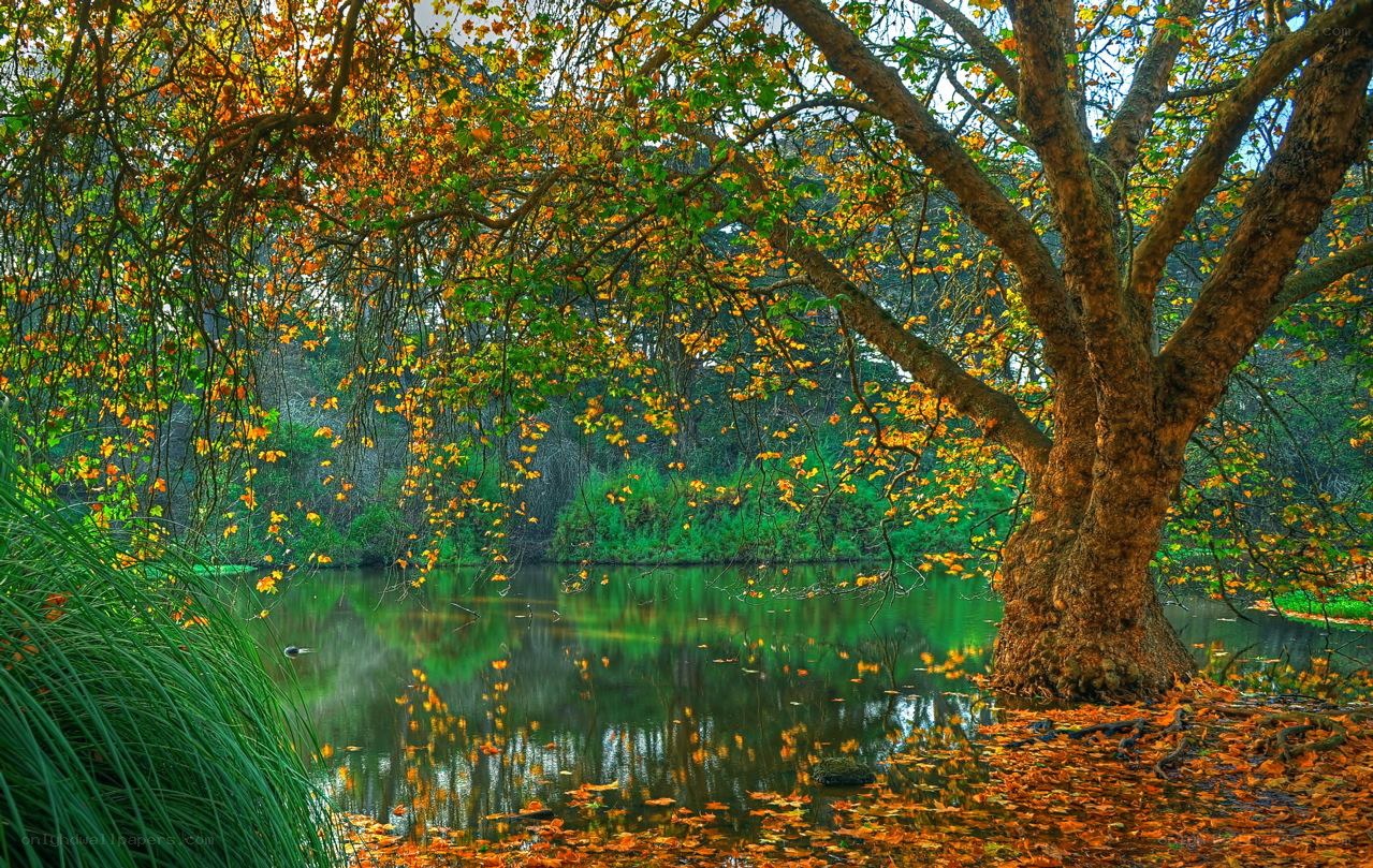 Autumn tree by a pond
