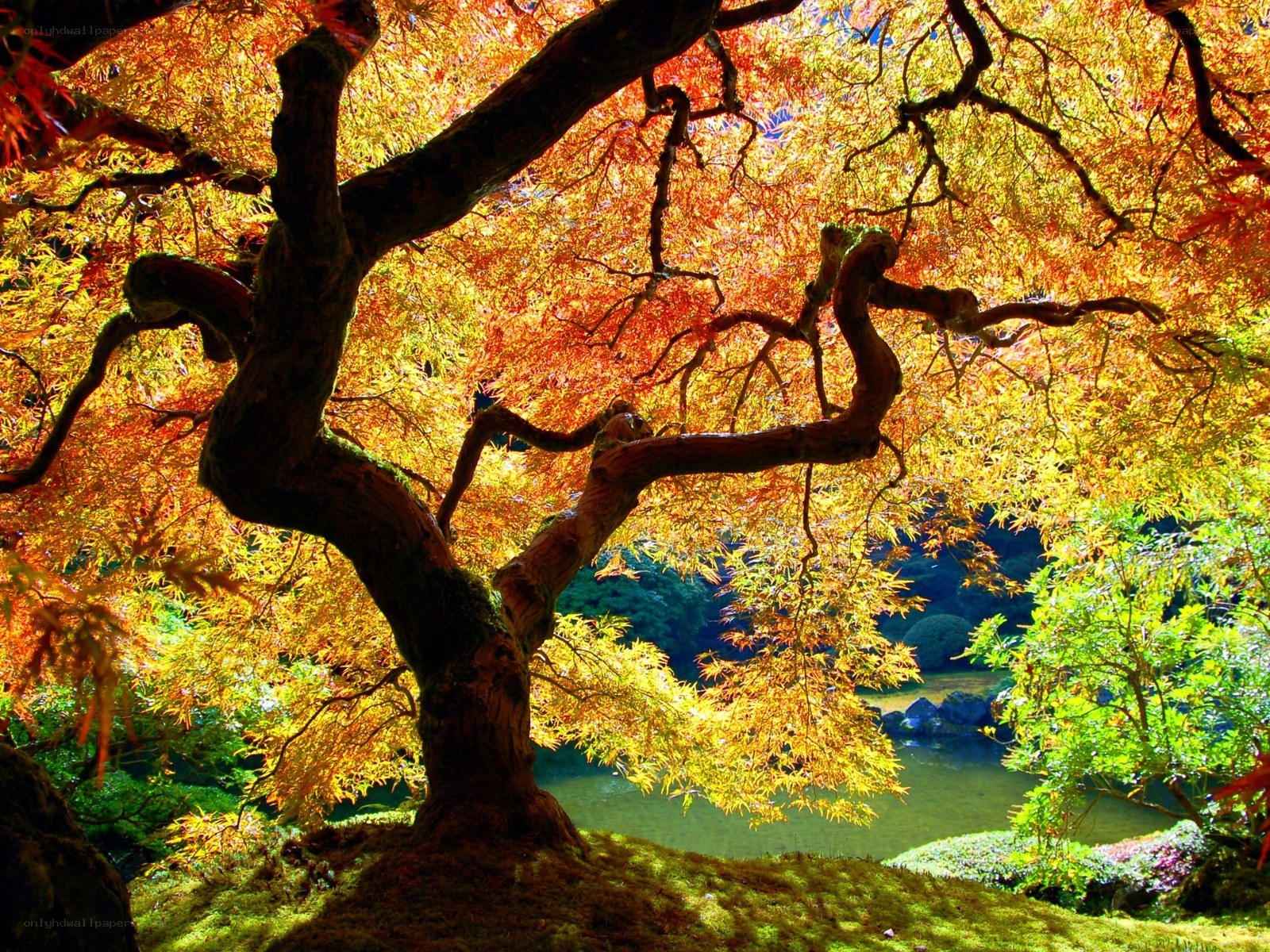 Autumn tree by a pond