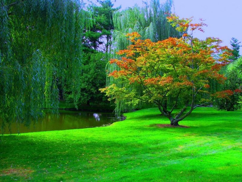 Autumn tree by a pond