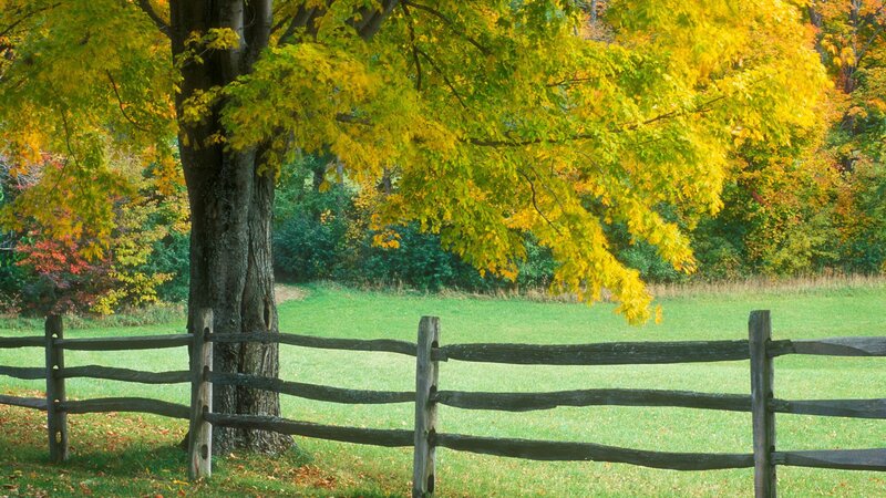 Autumn tree by a wooden fence