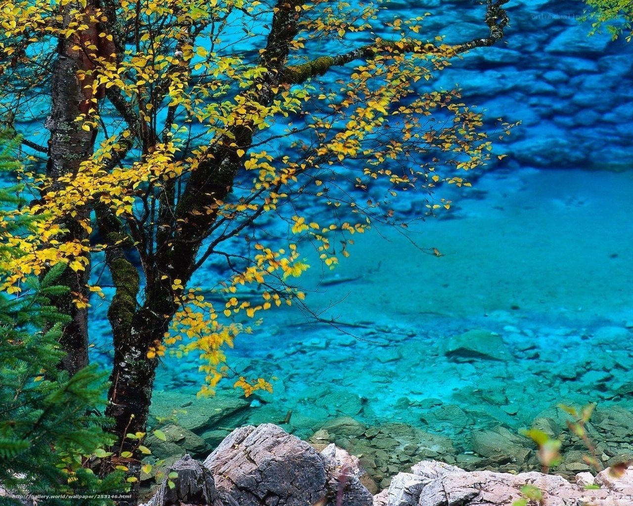 Autumn tree by clear blue lake