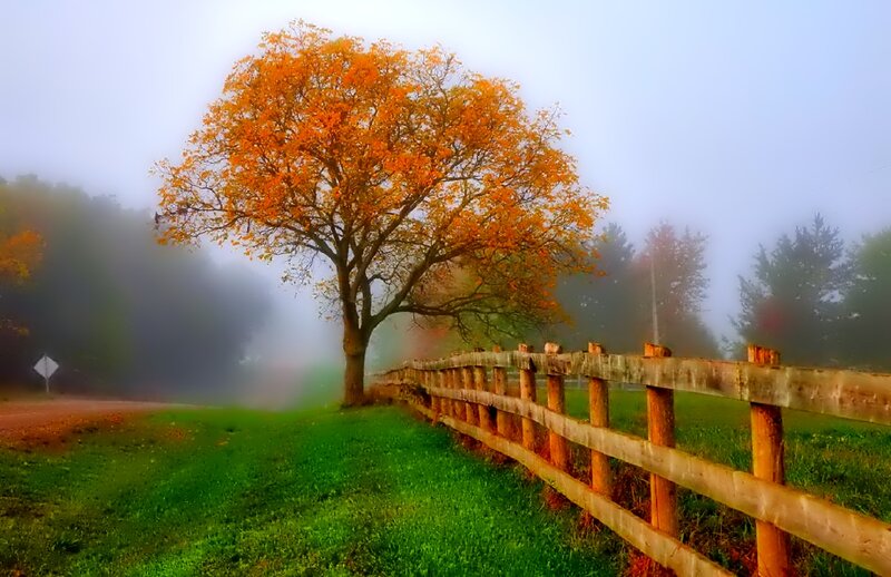 Autumn Tree by Fence