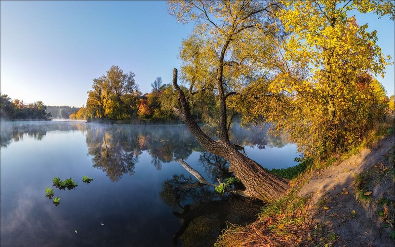 Autumn Tree by Lake — Blue, Serene, Morning, Photograph, Mist