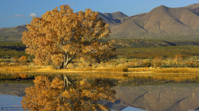Autumn Tree by Lake — Gold, Serene