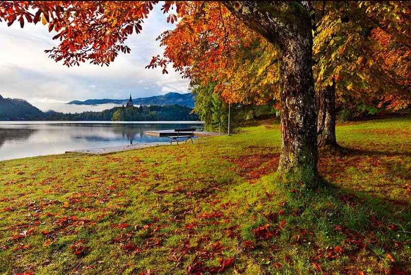 Autumn Tree by Lake — Green, Serene, Photograph