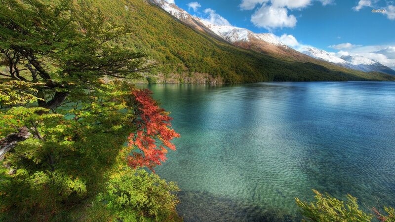 Autumn Tree by Lake — Green, Serene