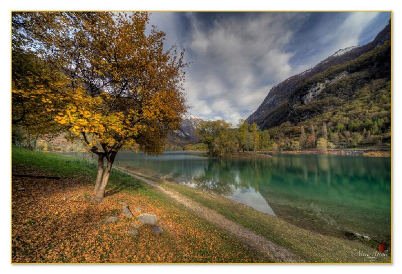 Autumn Tree by Lake — Green