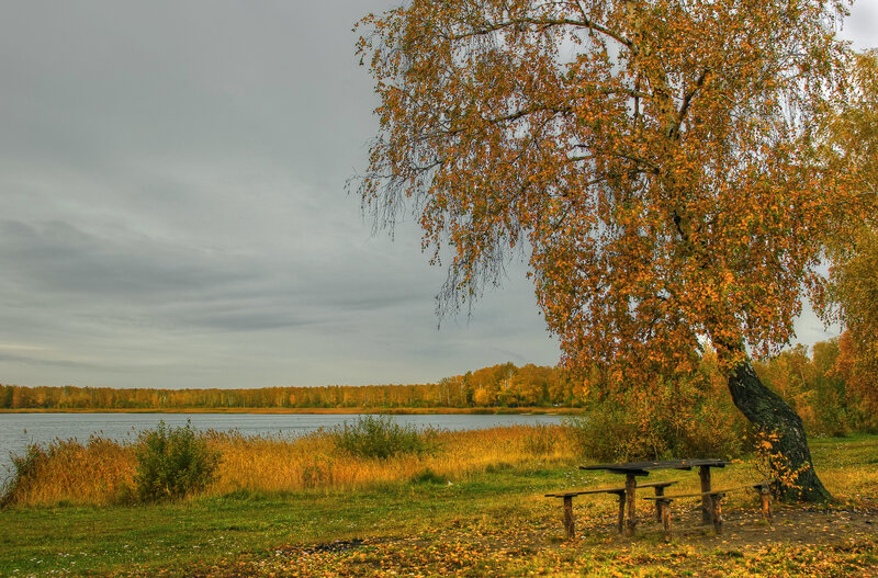Autumn Tree by Lake — Orange, Serene, Photograph, Bench